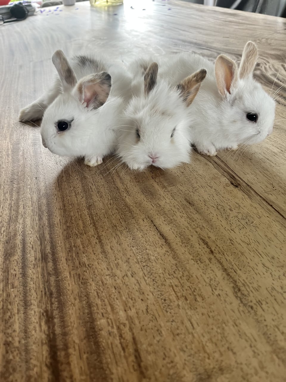 Baby konijntjes