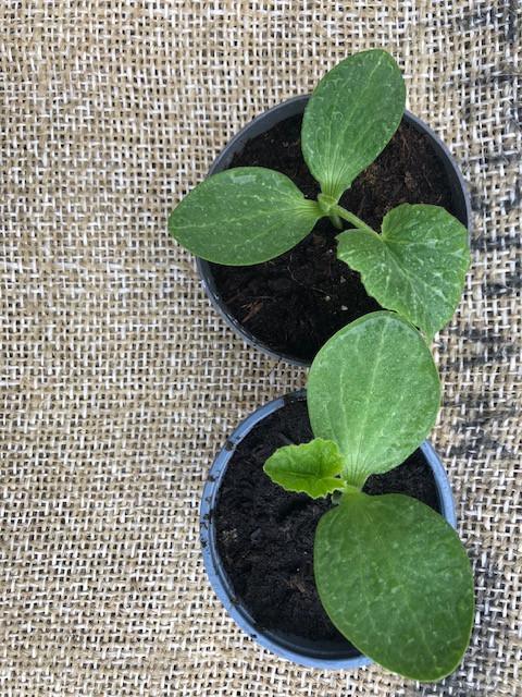 Hokkaido pompoenplanten