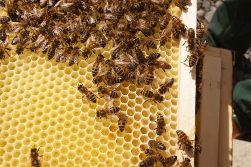 Zeeuwse pure honing, rechtstreeks van de lokale imker