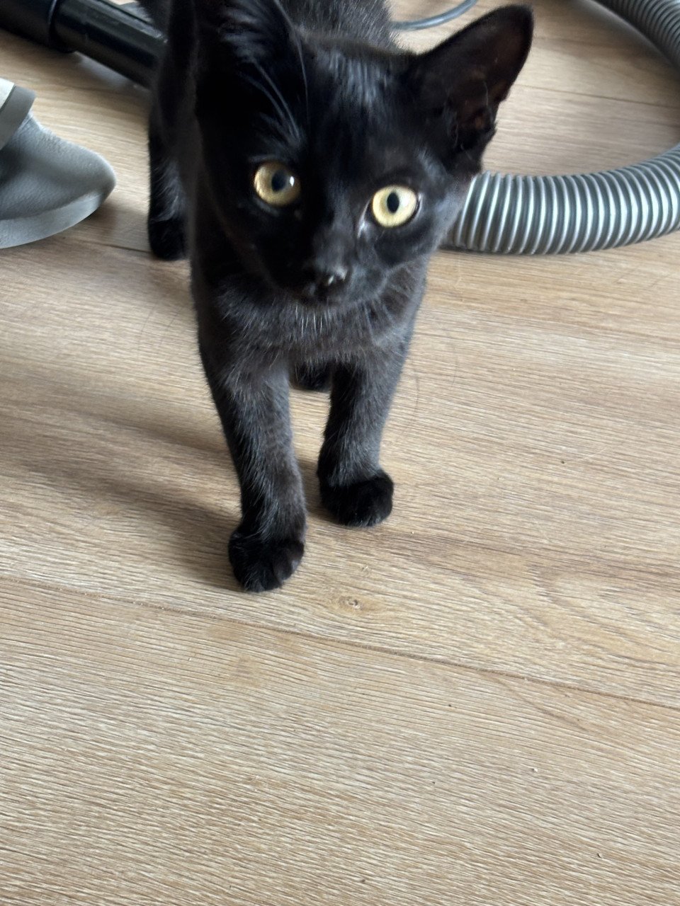 Lieve kittens