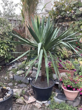 Grote yucca in kuip