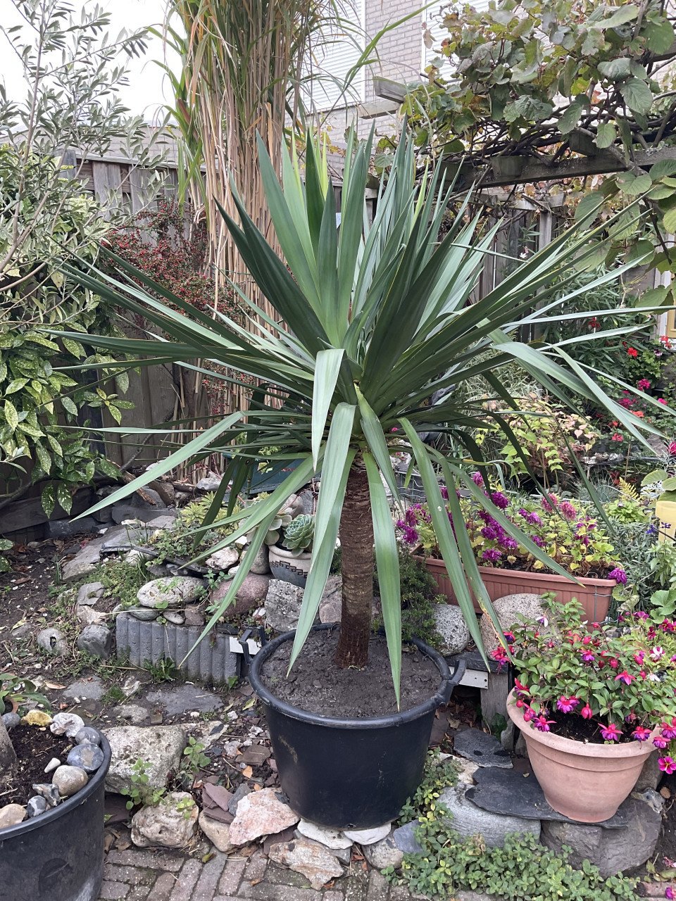 Grote yucca in kuip