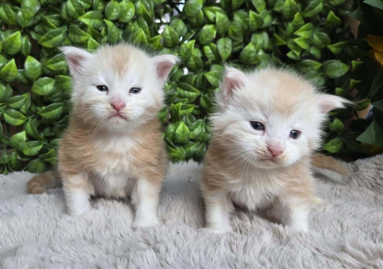 Prachtige maine coon katertjes met stamboom
