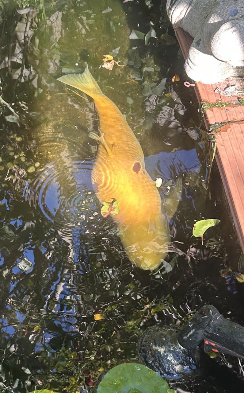 Koi karper