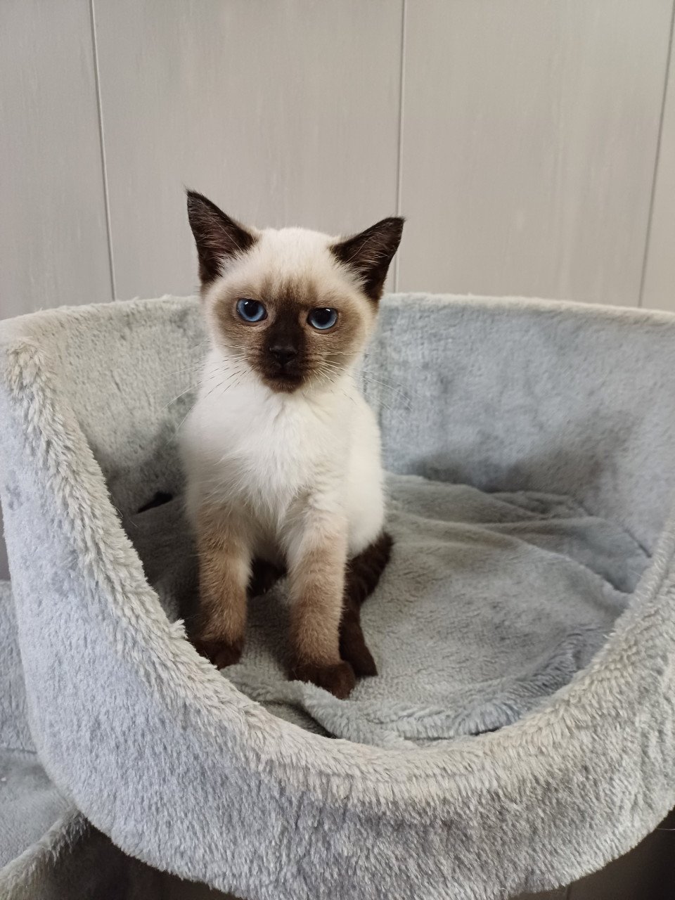 Super leuke Britskorthaar x Ragdoll kittens beschikbaar POESJES