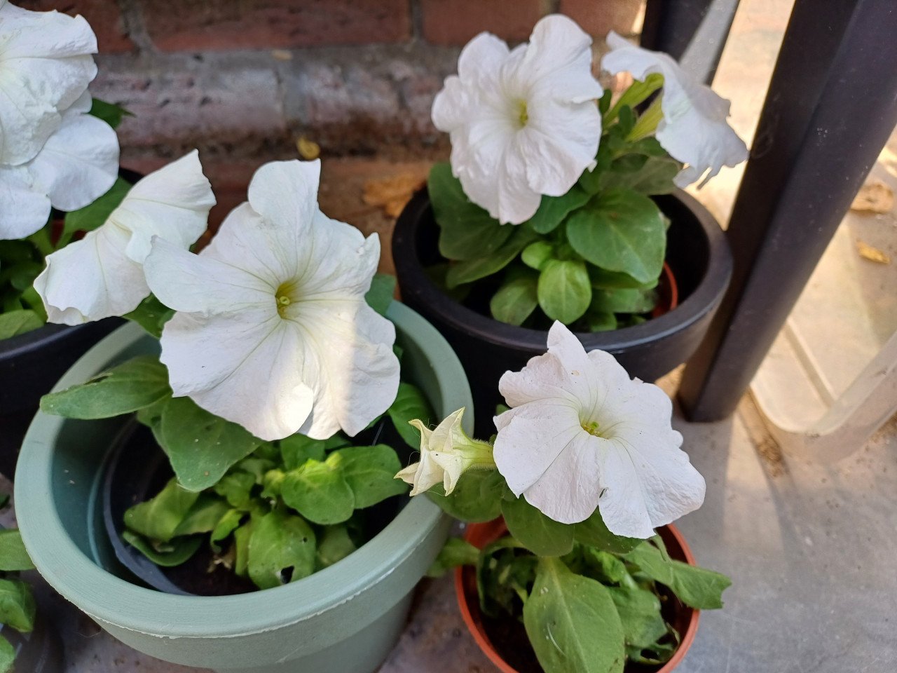 Leuke PETUNIA'S WIT met BLOEMPOT zwart/groen + drukspuit