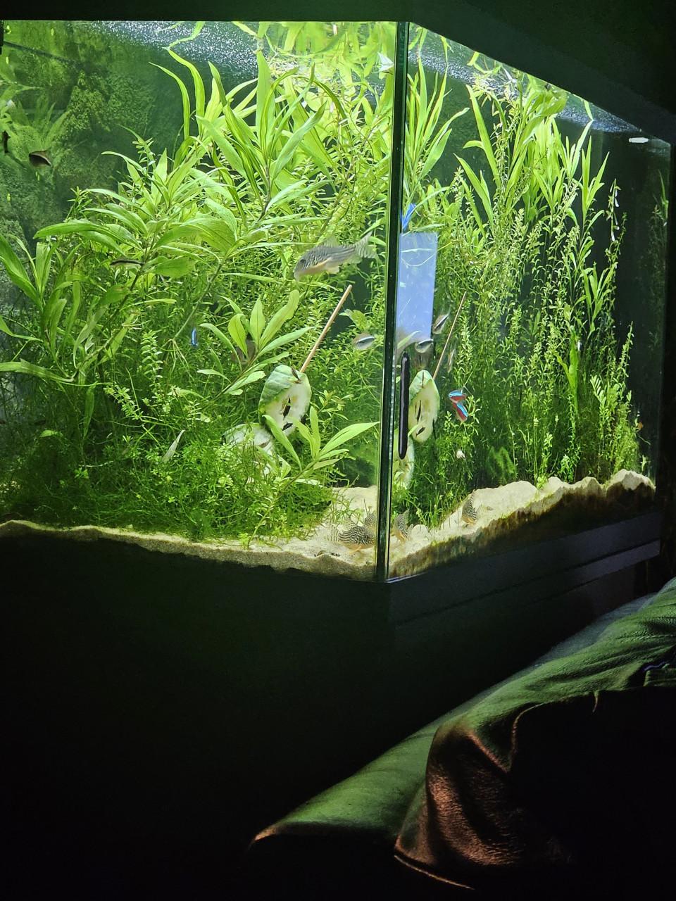 Aquarium compleet met vissen, garnalen, planten ed