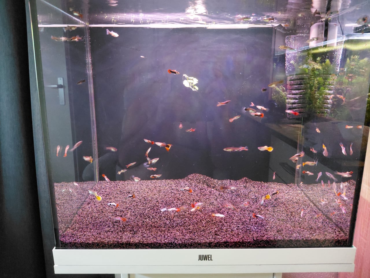 Mooie guppy.s