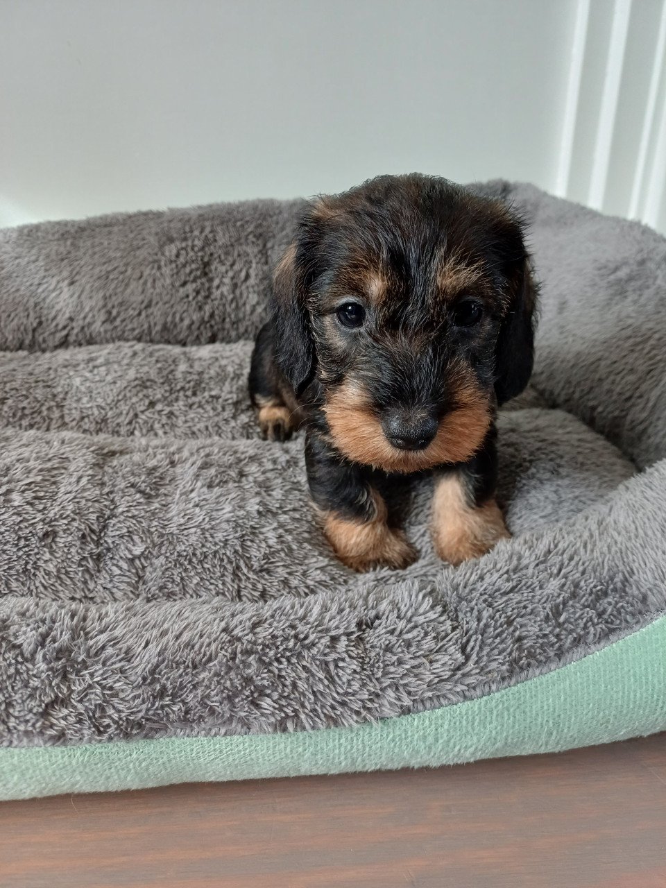 Super leuke Ruwhaar Dwerg Teckel pups