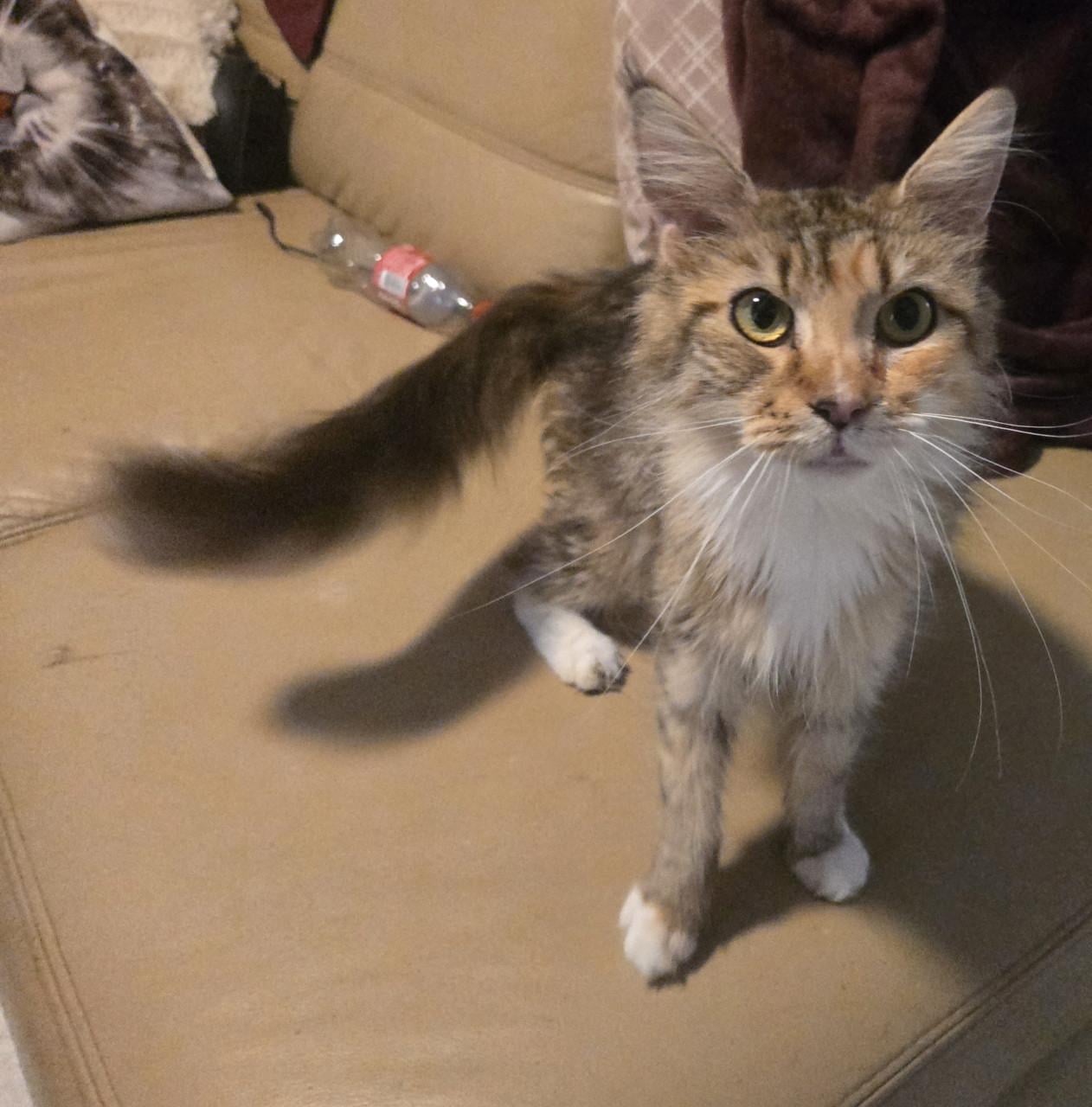 Maine coon poes met stamboom