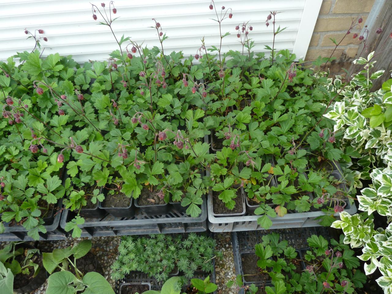 Bodembedekker--nagelkruid