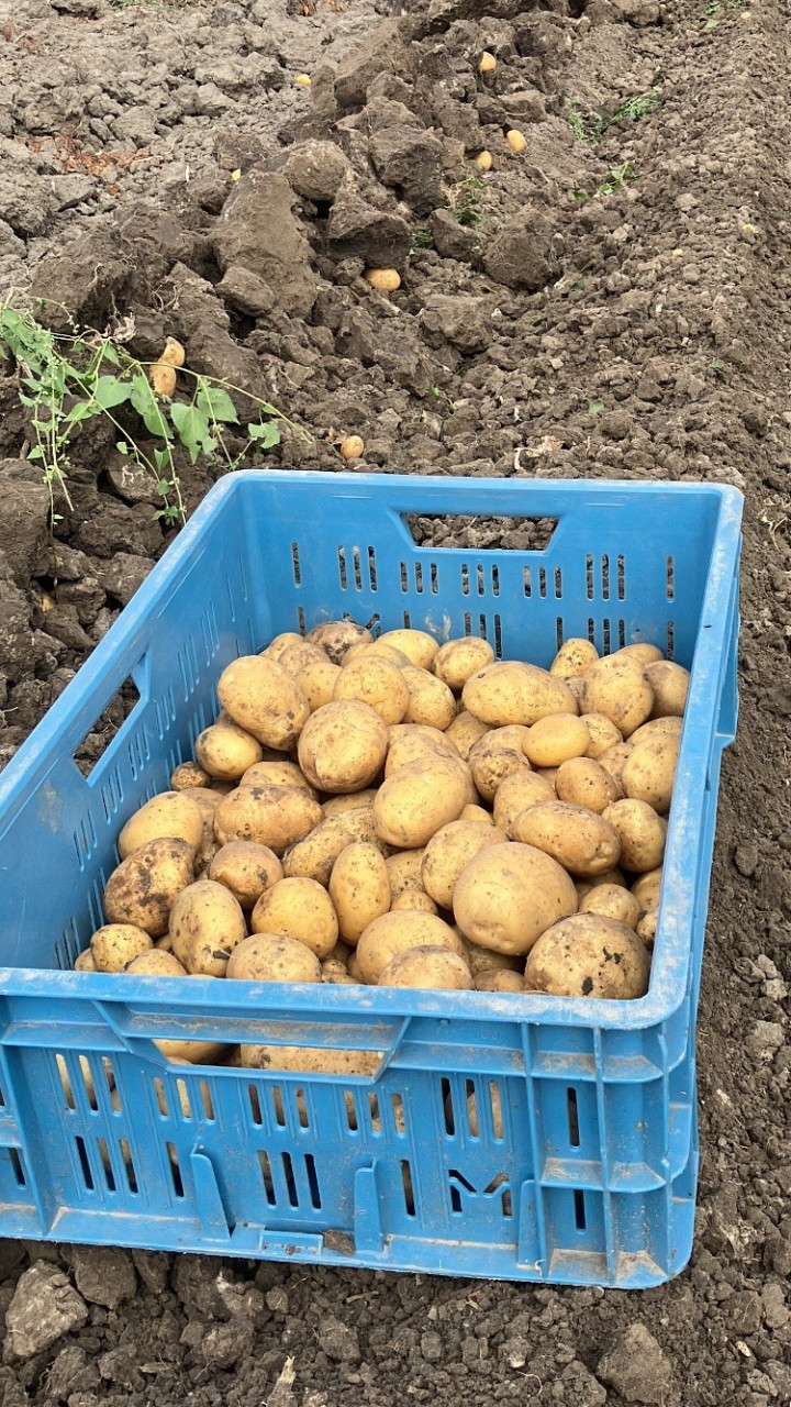 Nieuwe aardappelen Frieslander