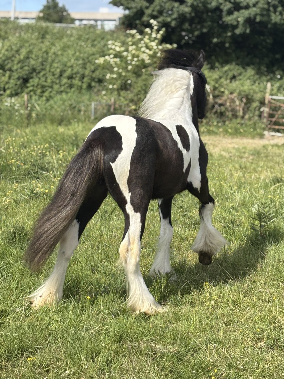 Super lieve Tinker merrie