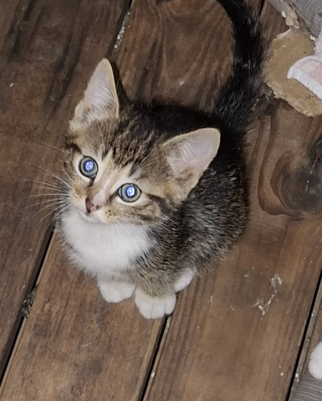Kittens