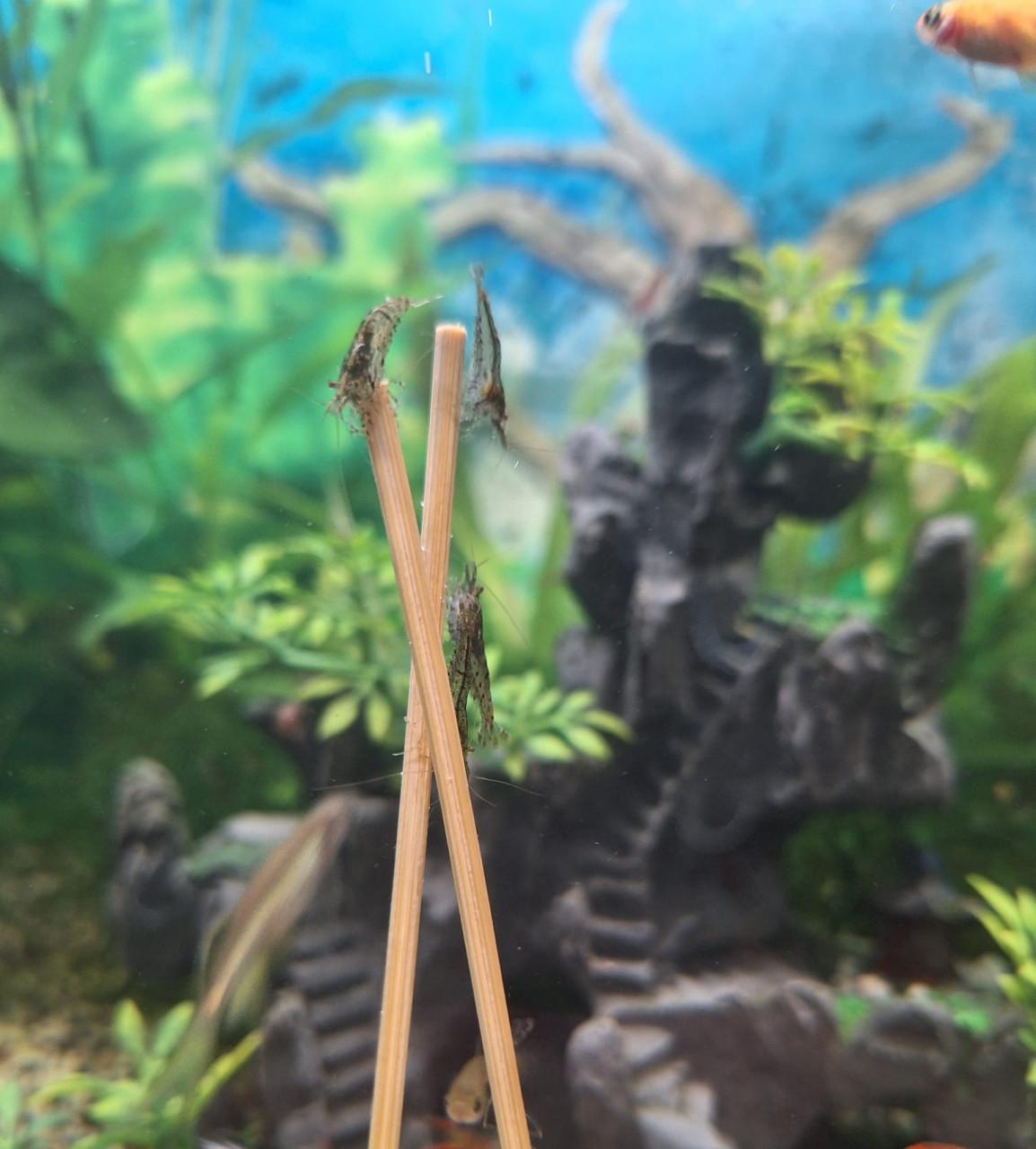 Garnalen ( wildkleur)