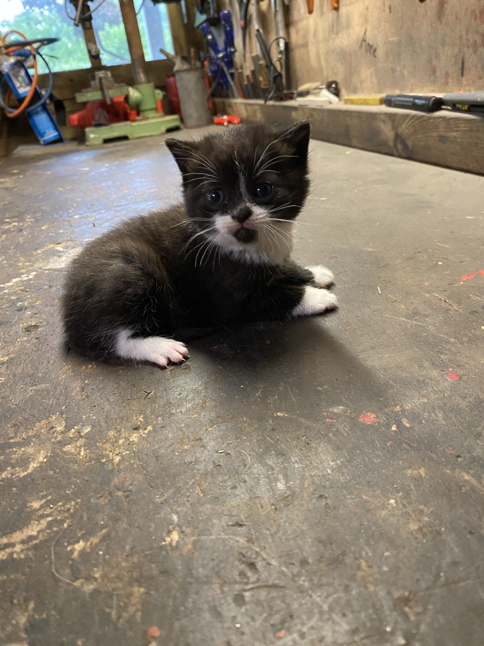 2 leuke speelse kittens