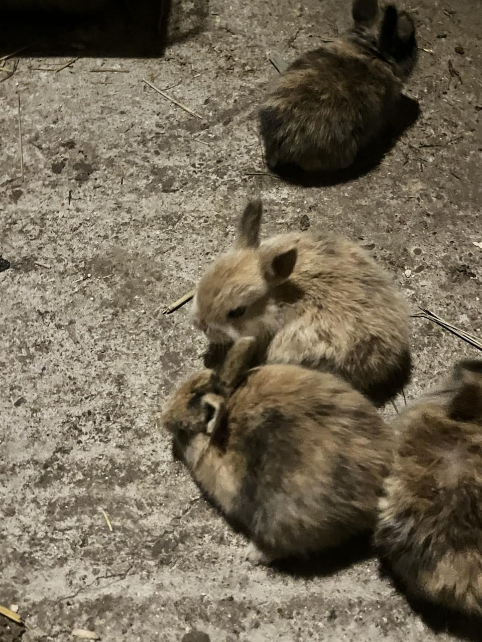 6 schattig baby konijntjes