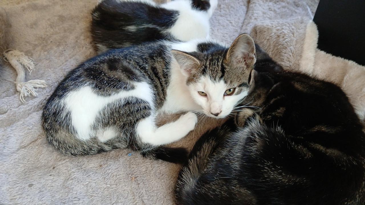 Kittens 24 april 2026