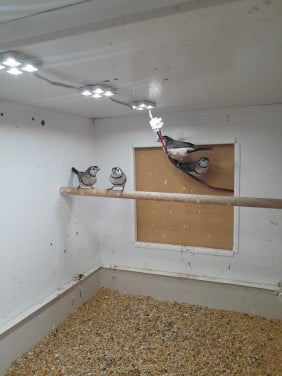 4 prachtige bichenowsastrildes te koop