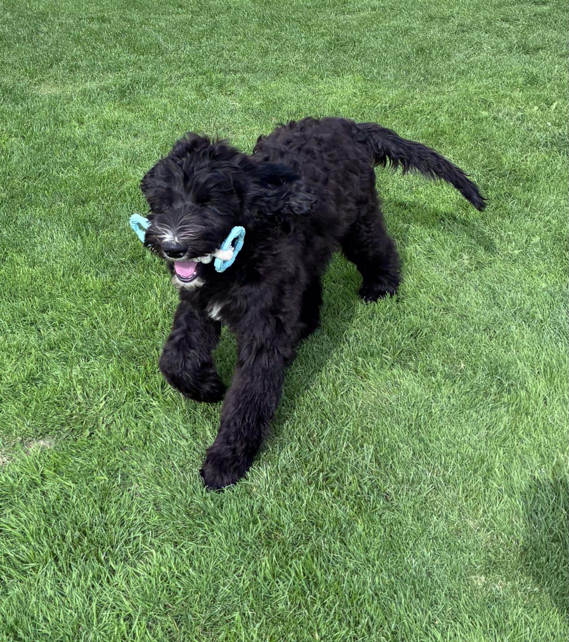 Labradoodle pups (standaard maat)