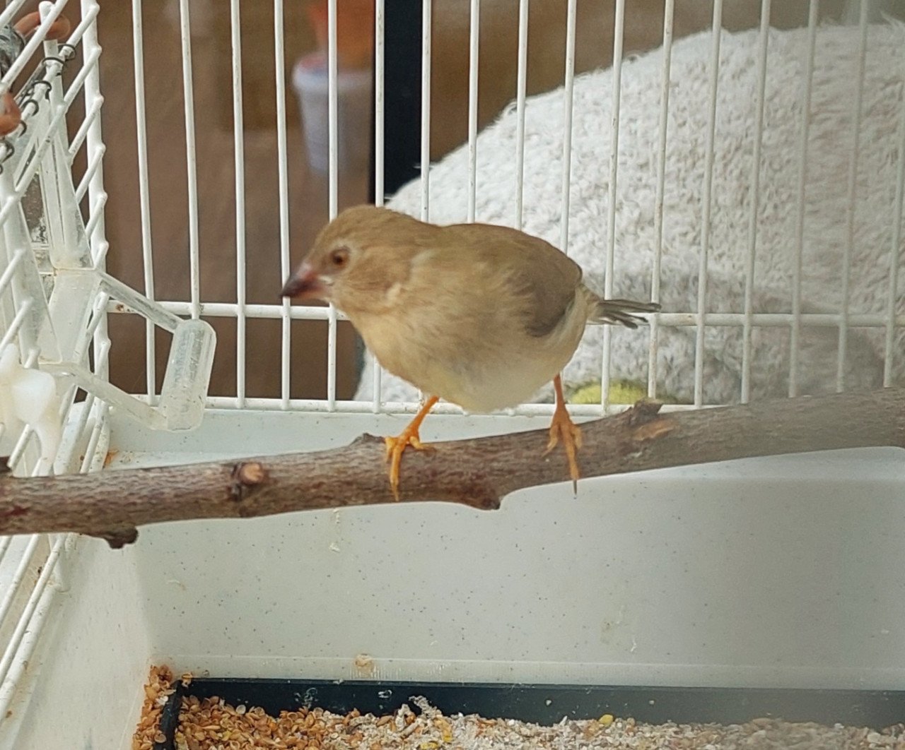 Binsenastrilde