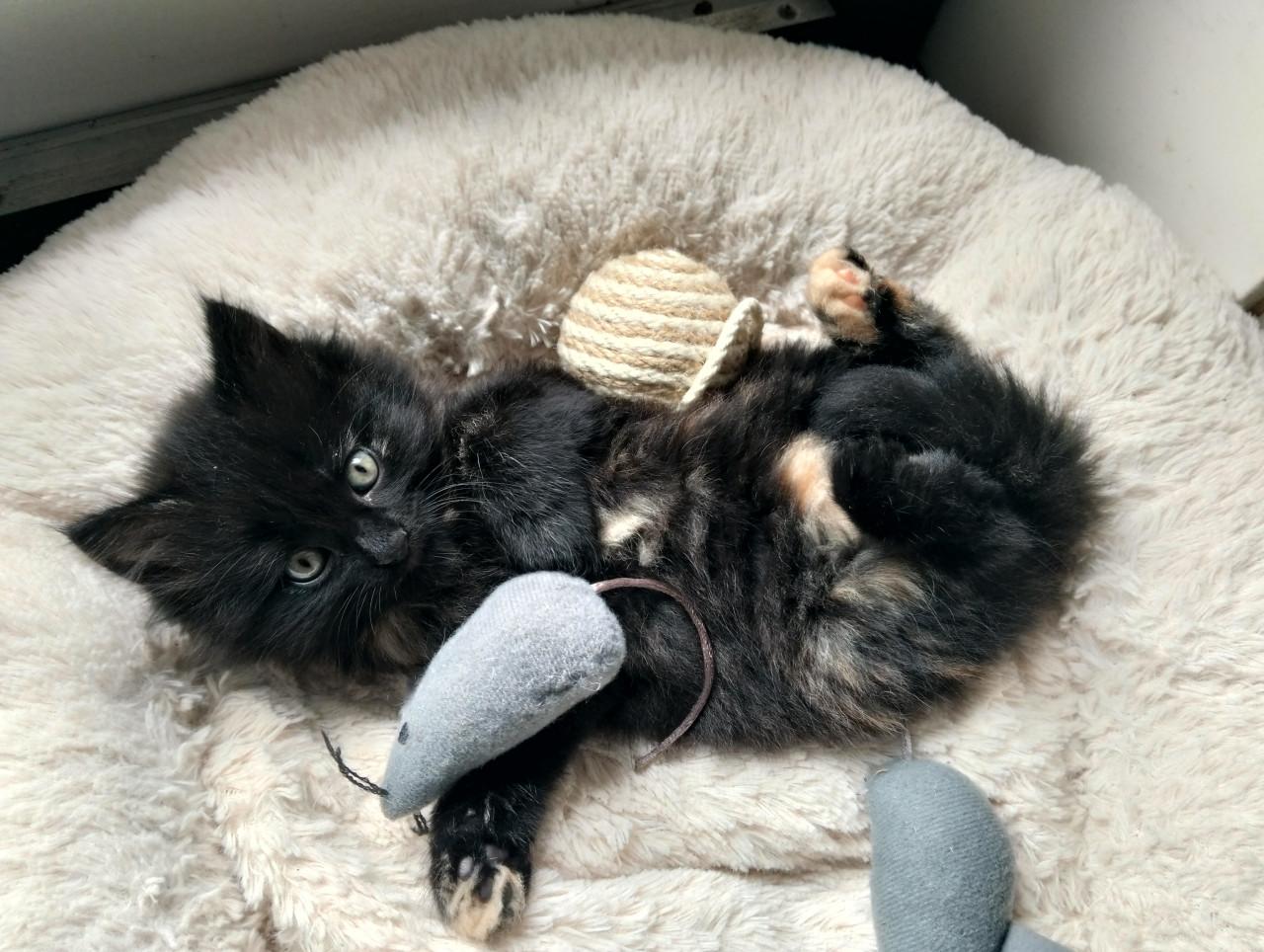 Kitten - vrouwtje