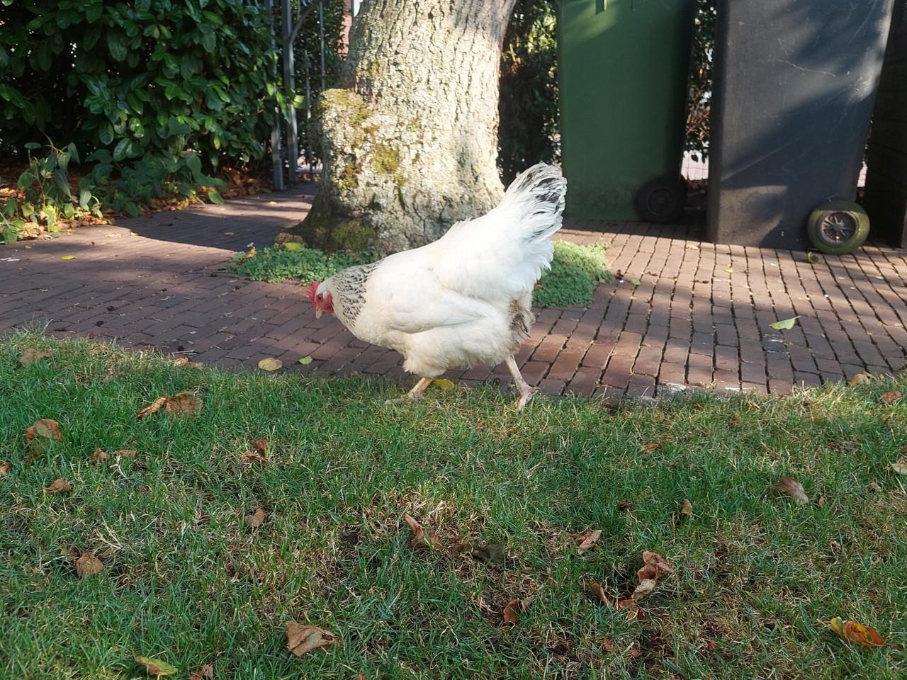 Sussex hen legkip