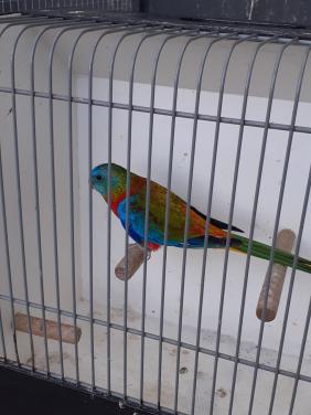 Turquoisineparkieten