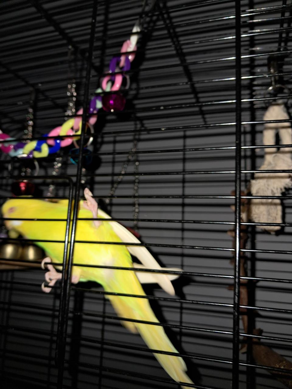 2 gele parkieten Gereserveerd