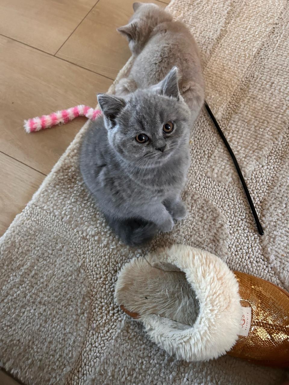 Brits korthaar kittens met stamboom