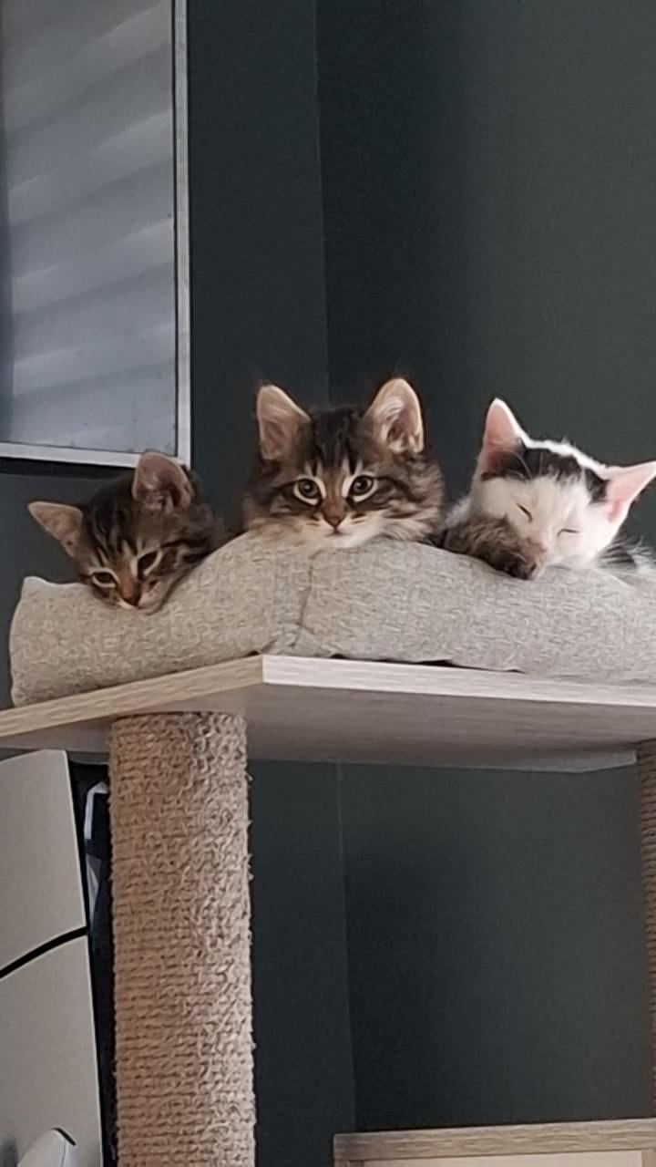 Kittens 9 weken