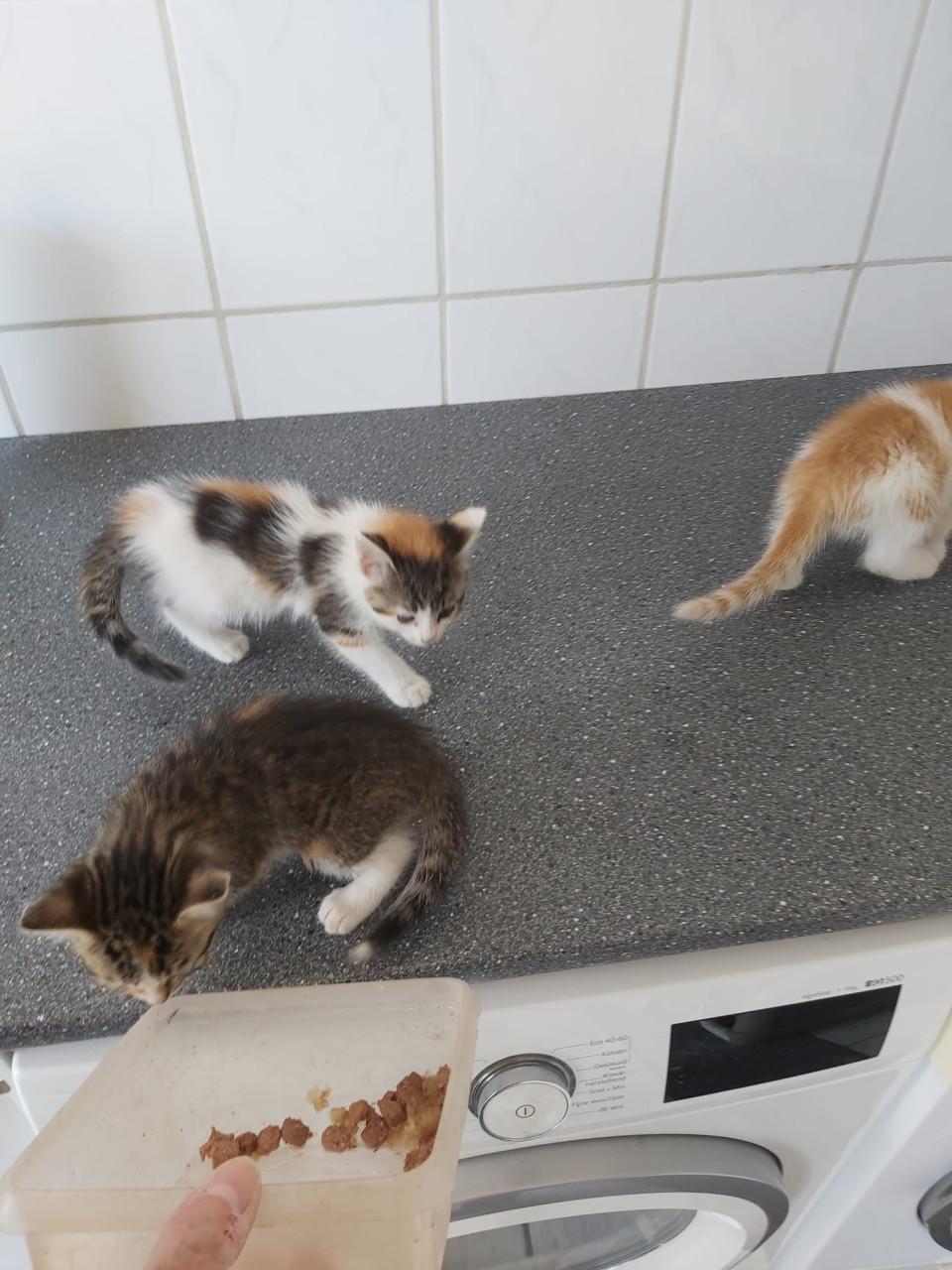 Schattige kittens