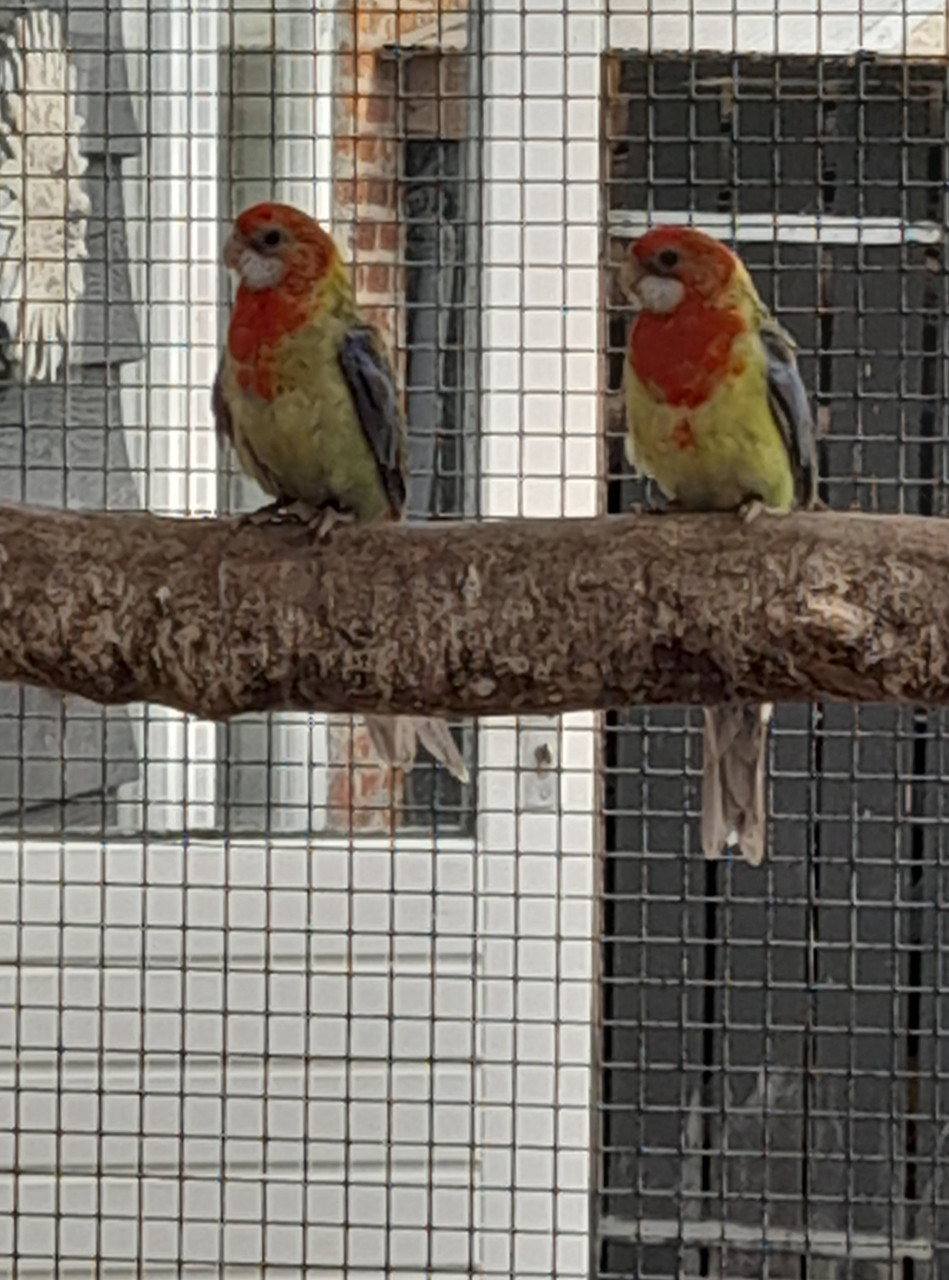 Parkieten rosellas en koppel bergparkieten