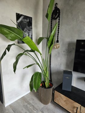 Strelitzia binnenplant groot 2 meter