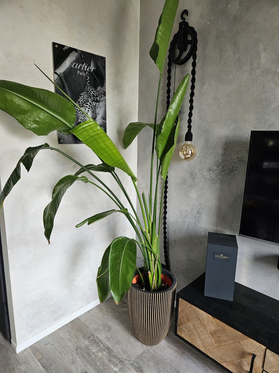 Strelitzia binnenplant groot 2 meter
