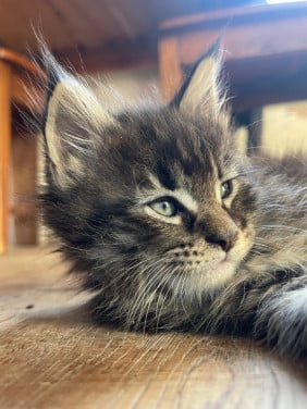 Maine coon kittens xxl
