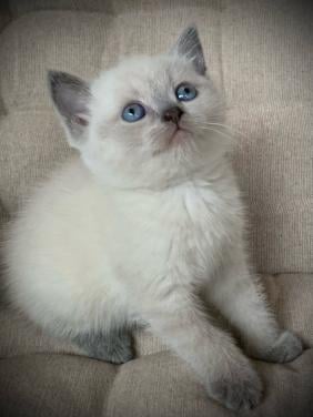Brits Korthaar kitten blue point