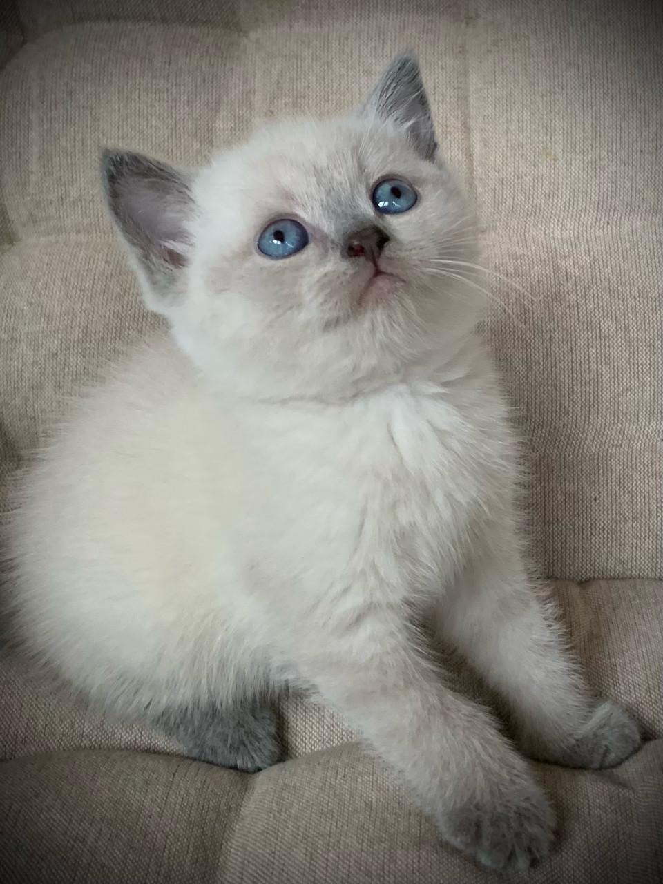 Brits Korthaar kitten blue point