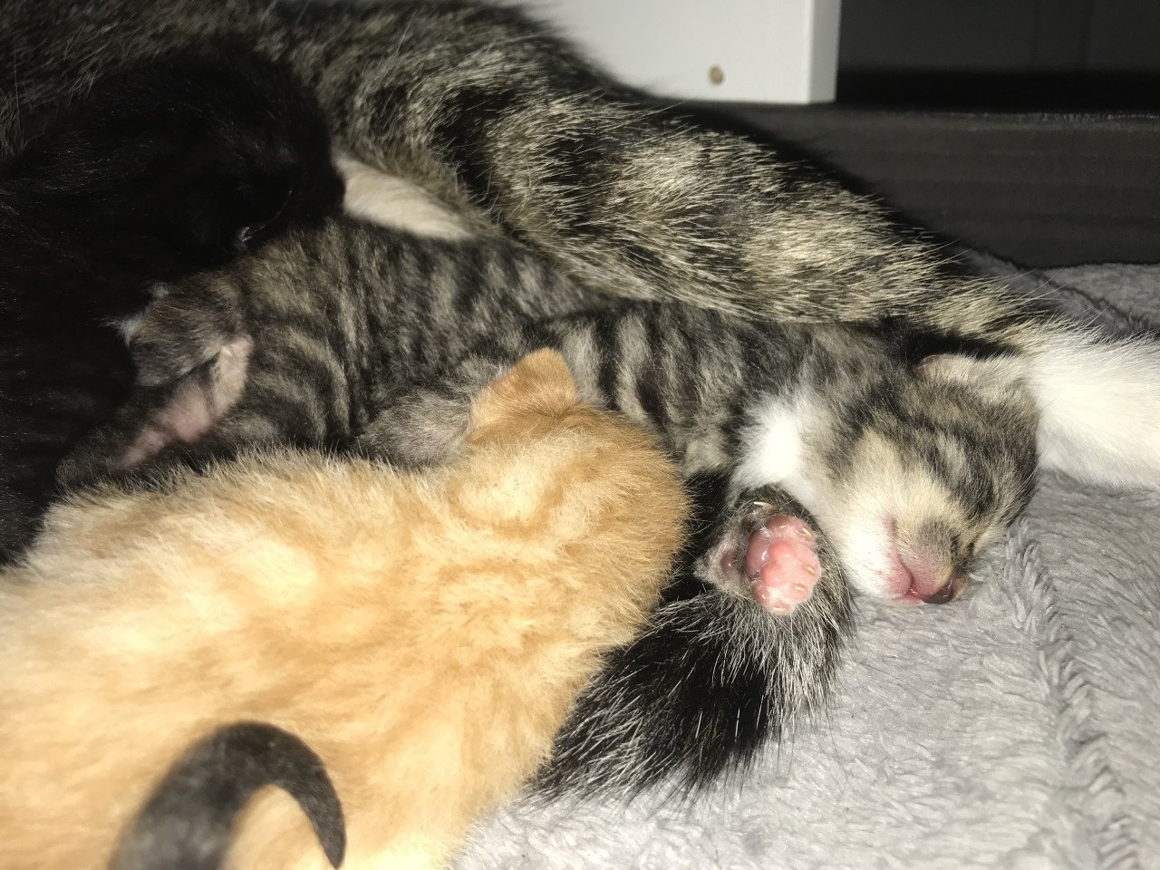 Kitten / Kittens zoeken gouden mandje! ❤️