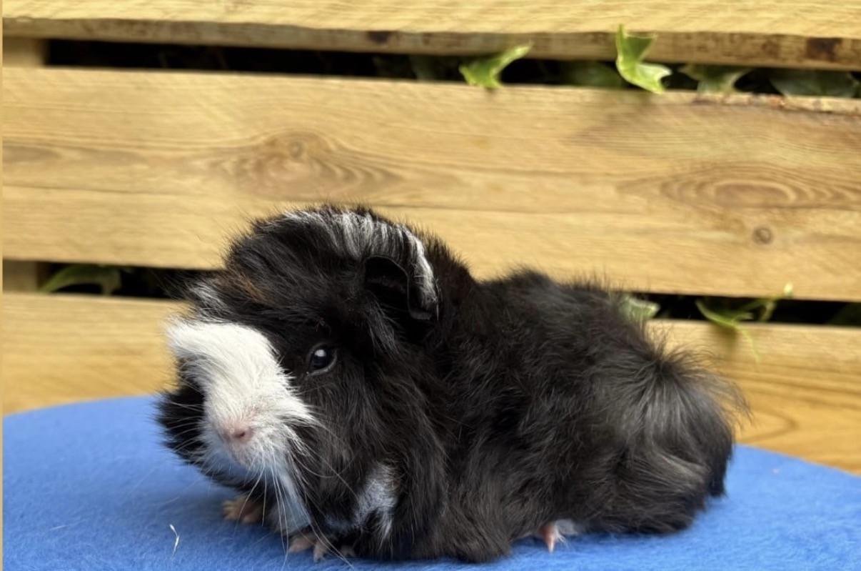 Twee superlieve cavia’s inclusief alle toebehoren