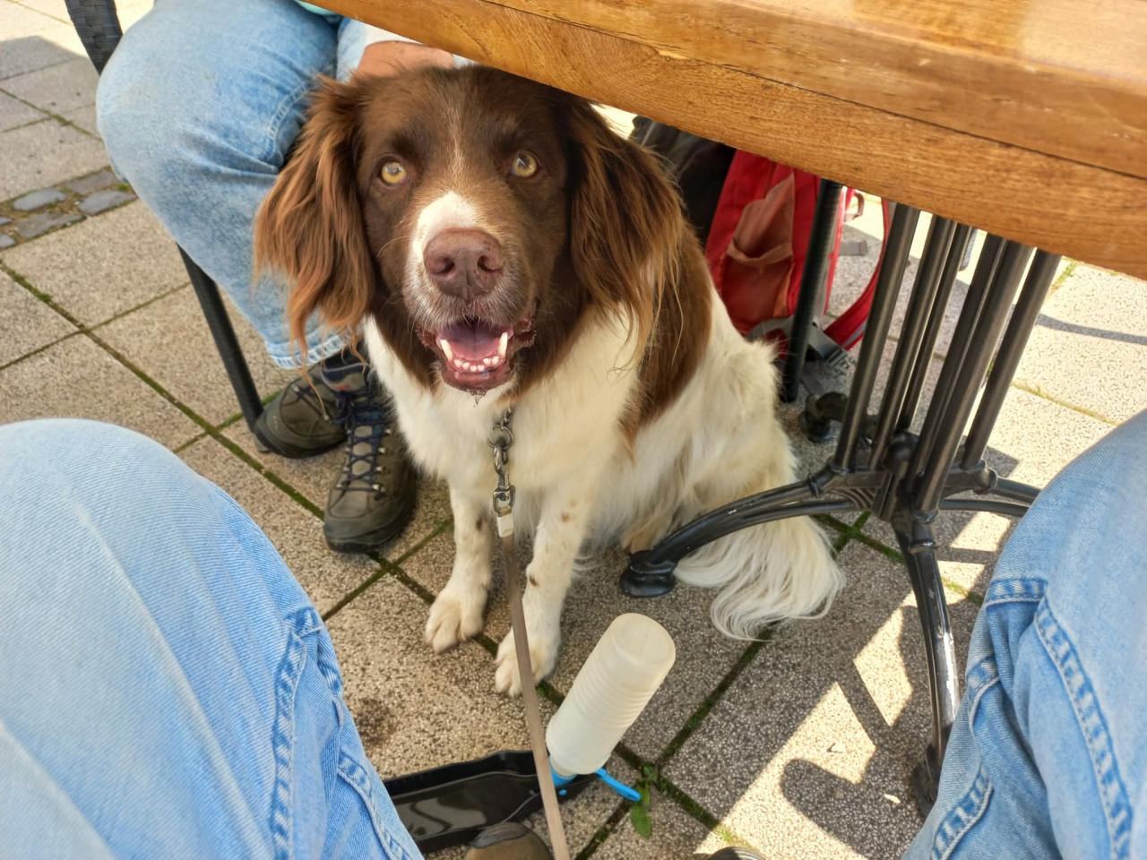 Huisdierportretten in opdracht