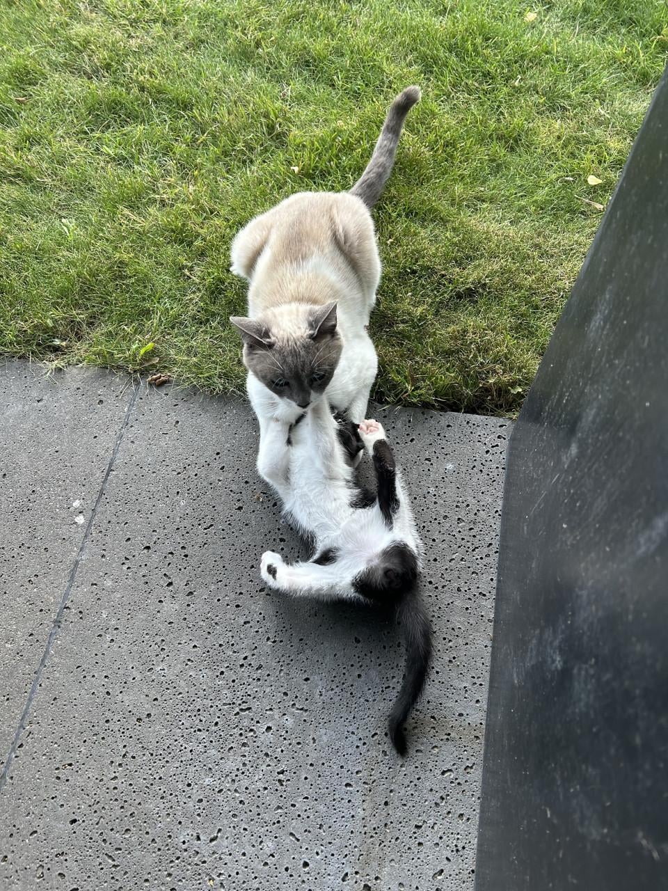 Prachtige en lieve kitten 🐈‍⬛