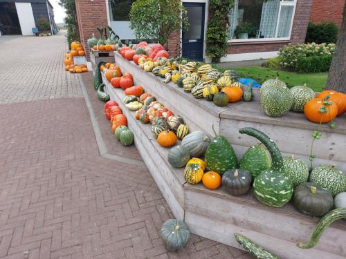 Pompoenen