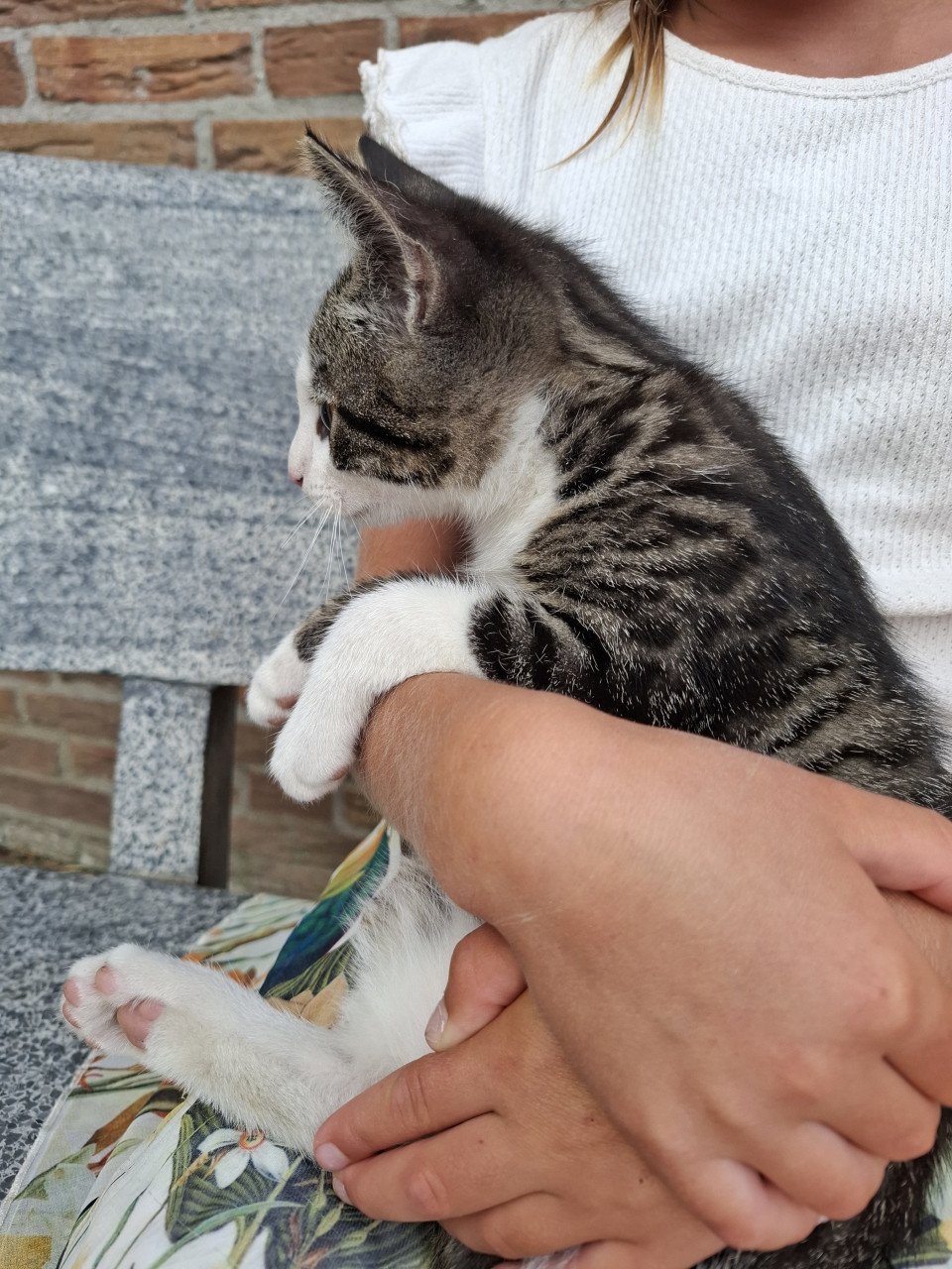 Kittens
