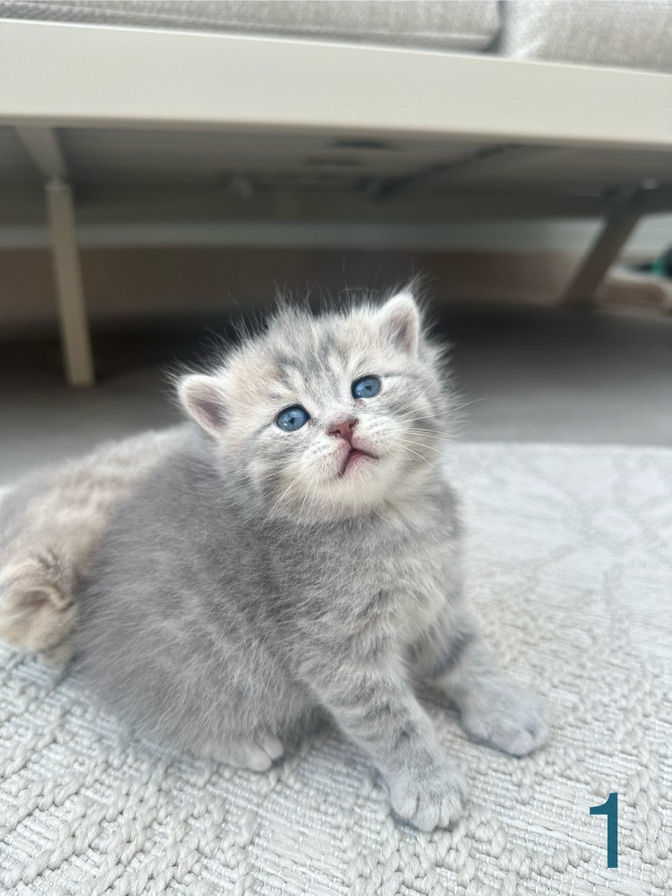 Britse korthaar kittens