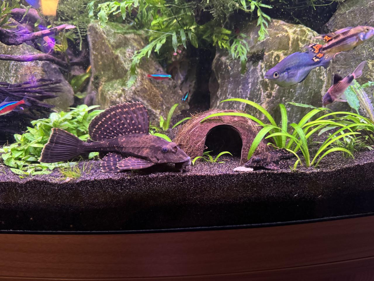 Pleco