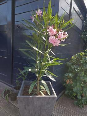 Roze Oleander
