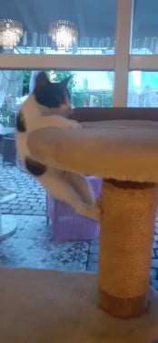 Warm nestje voor kittens gezocht😻