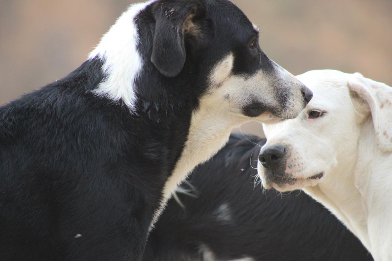Alora Dog Rescue: Bibi, deze grote dame zoekt een grote mand