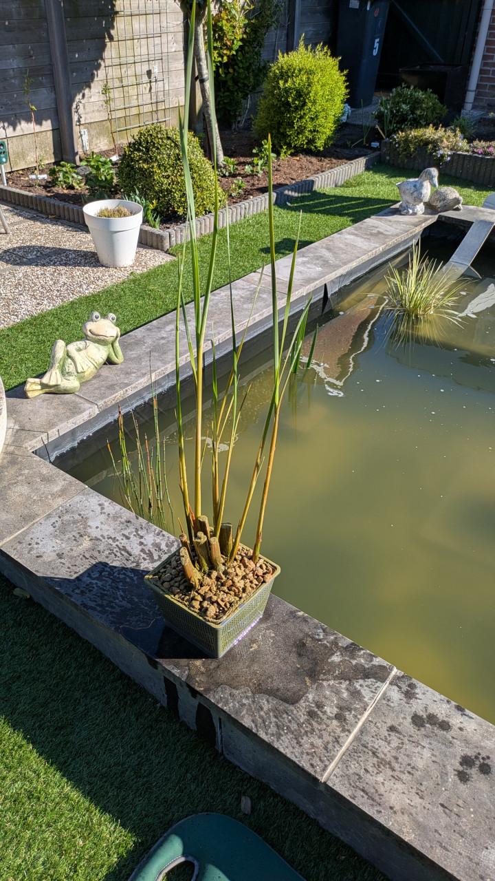 Vijverplant Kleine lisdodde in mand 18x18 cm